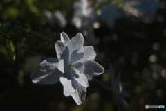 道端に咲く花
