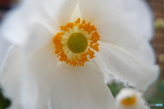 道端に咲く花