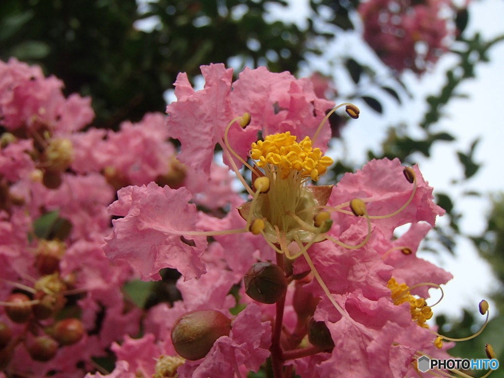 道端に咲く花