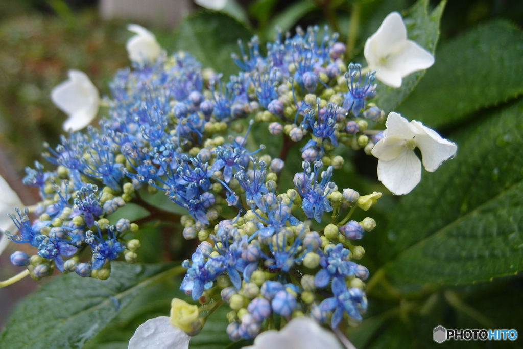 道端に咲く花