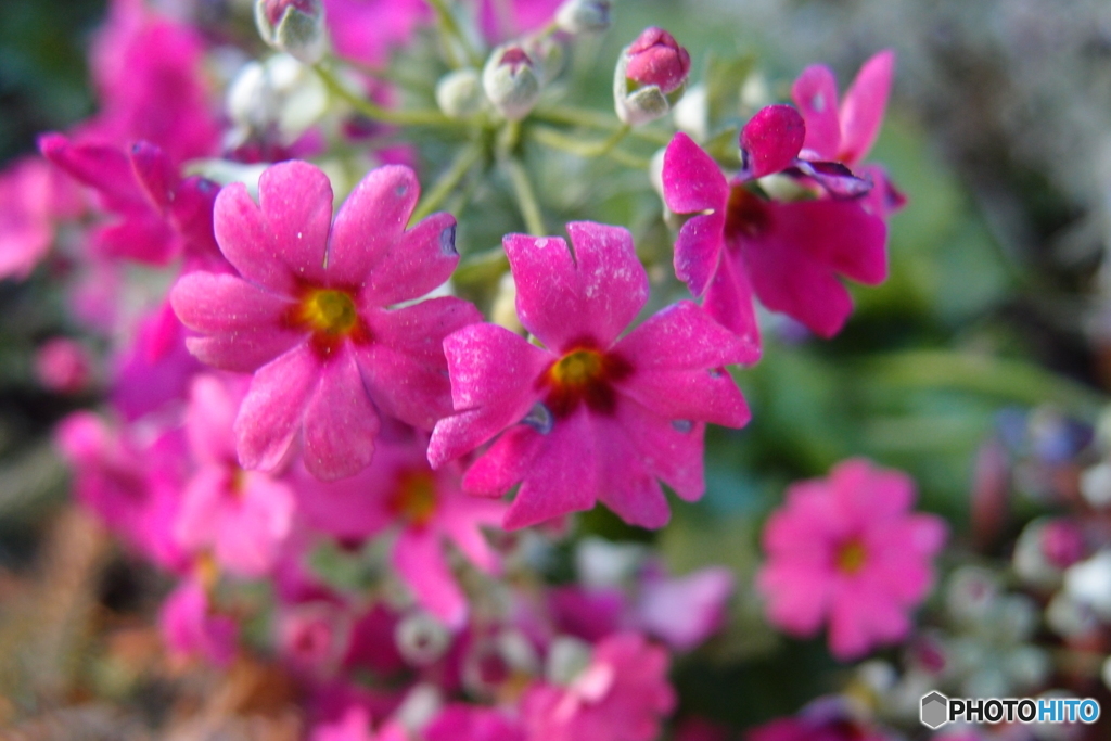 道端に咲く花