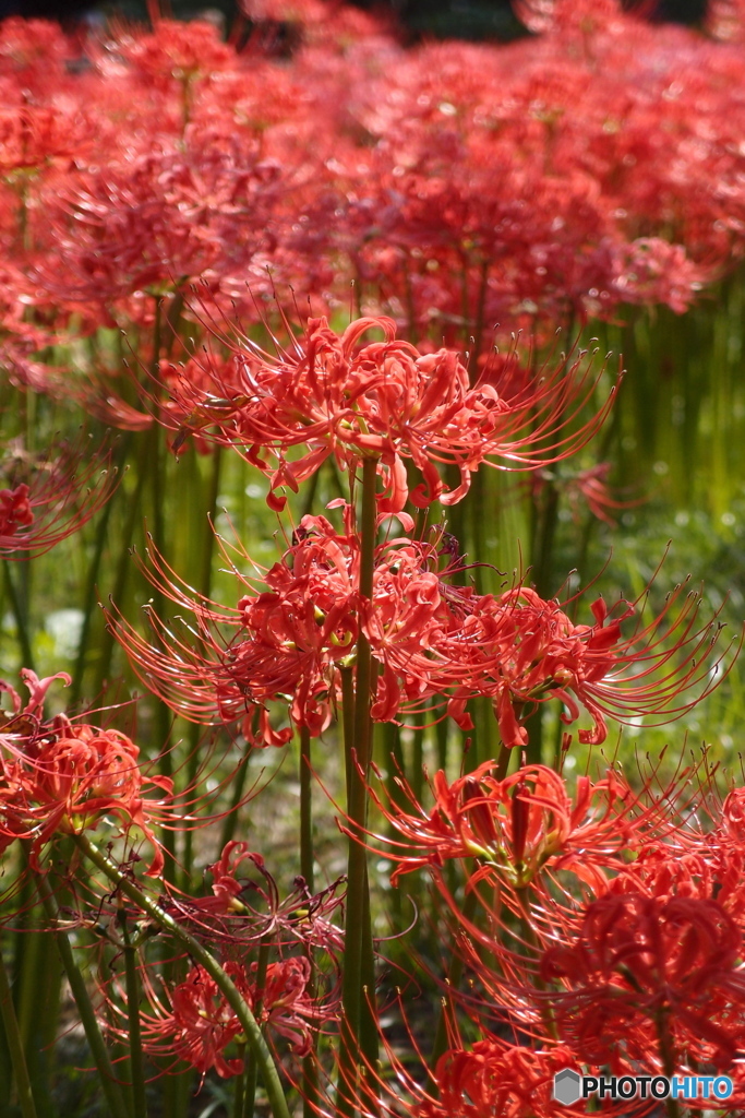 道端に咲く花