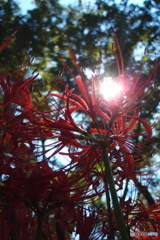 彼岸花