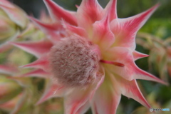 道端に咲く花