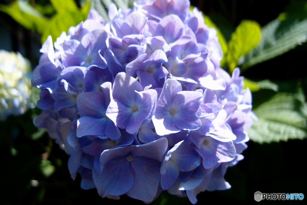 紫陽花