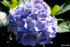 紫陽花