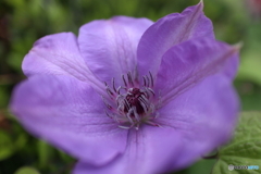 道端に咲く花
