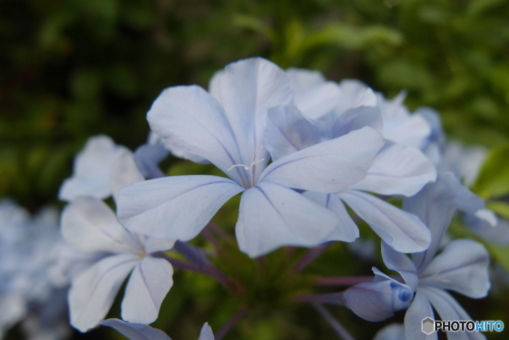道端に咲く花