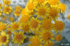 道端に咲く花