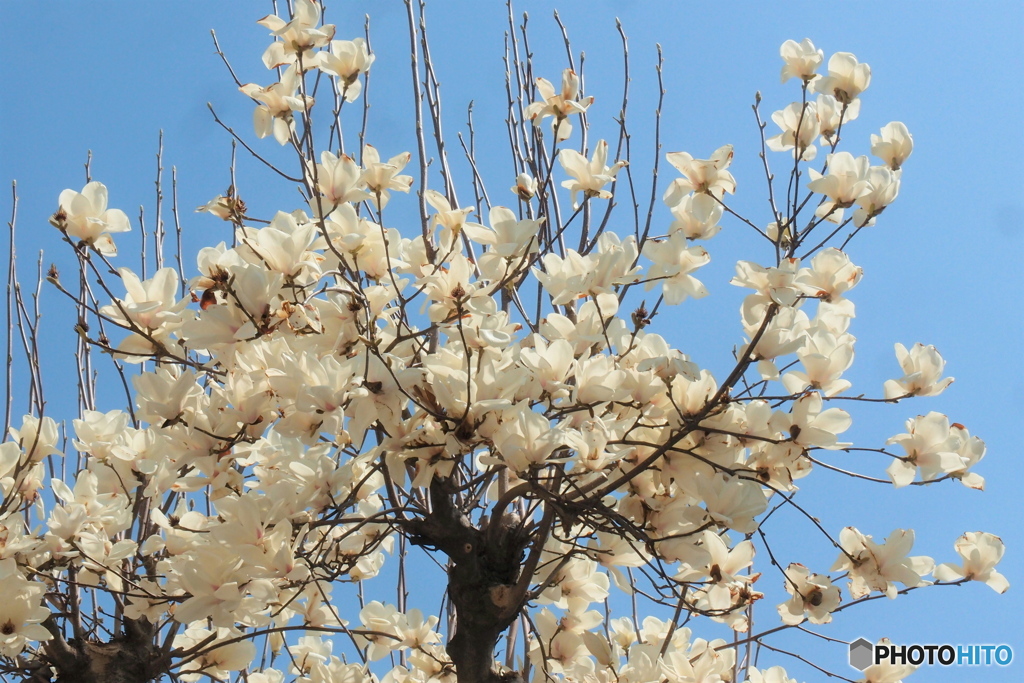 道端に咲く花