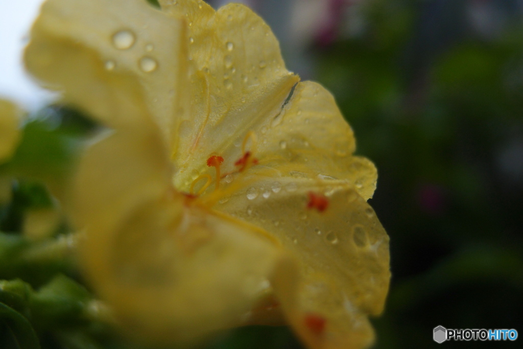 道端に咲く花