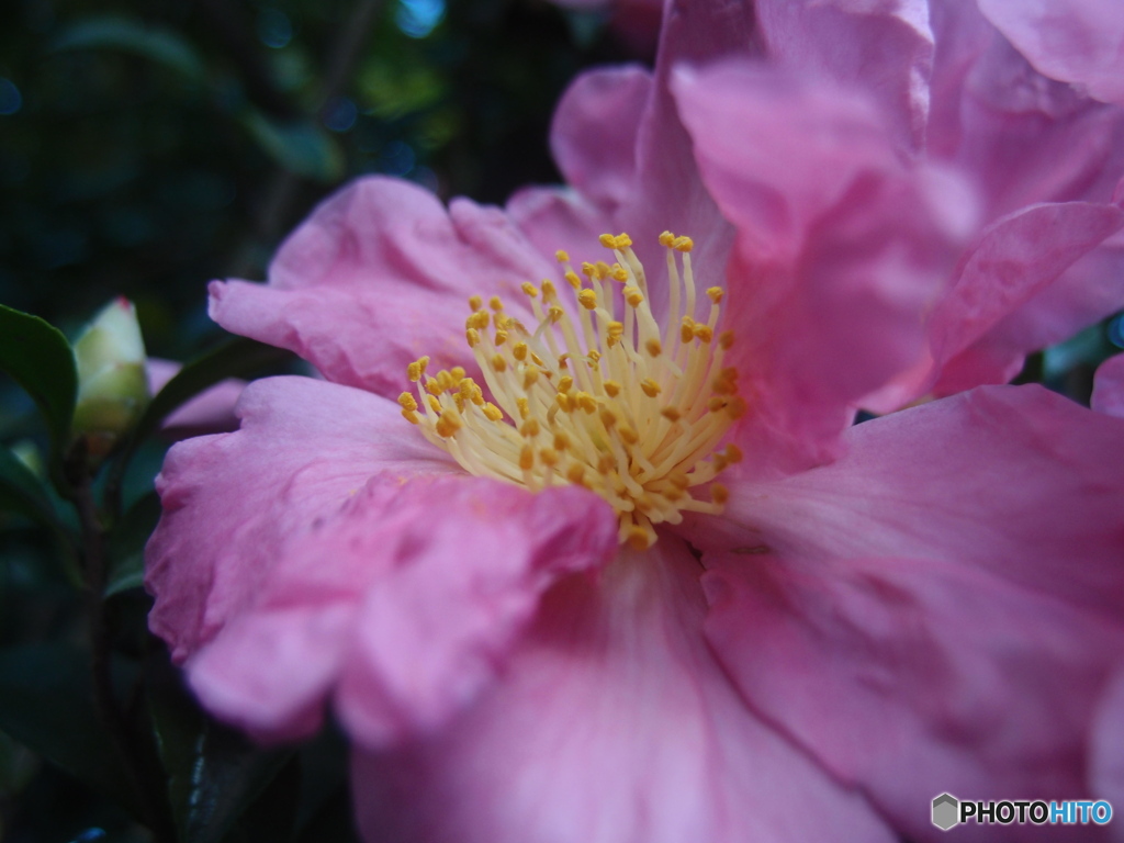 道端に咲く花