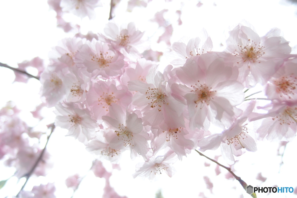 垂れ