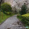 サクラ