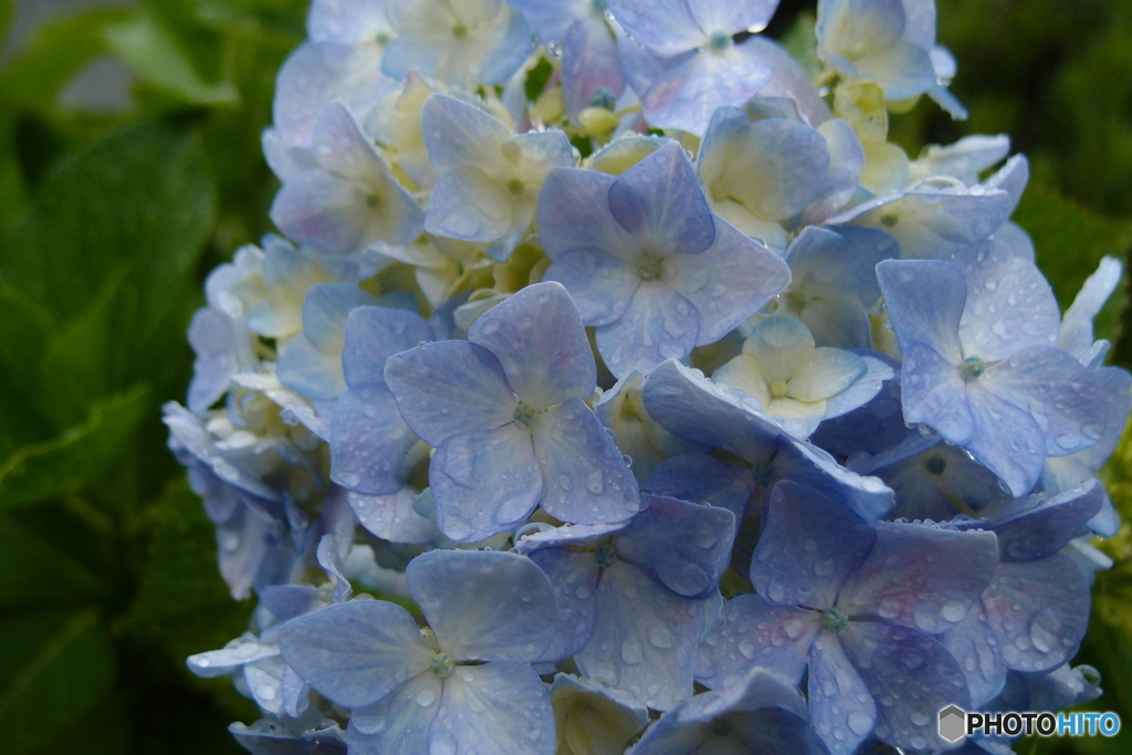 道端に咲く花