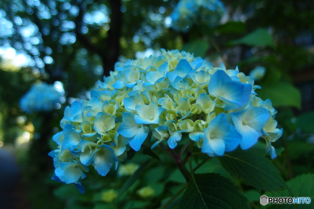 道端に咲く花
