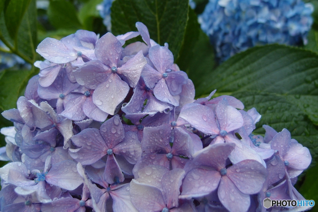 道端に咲く花