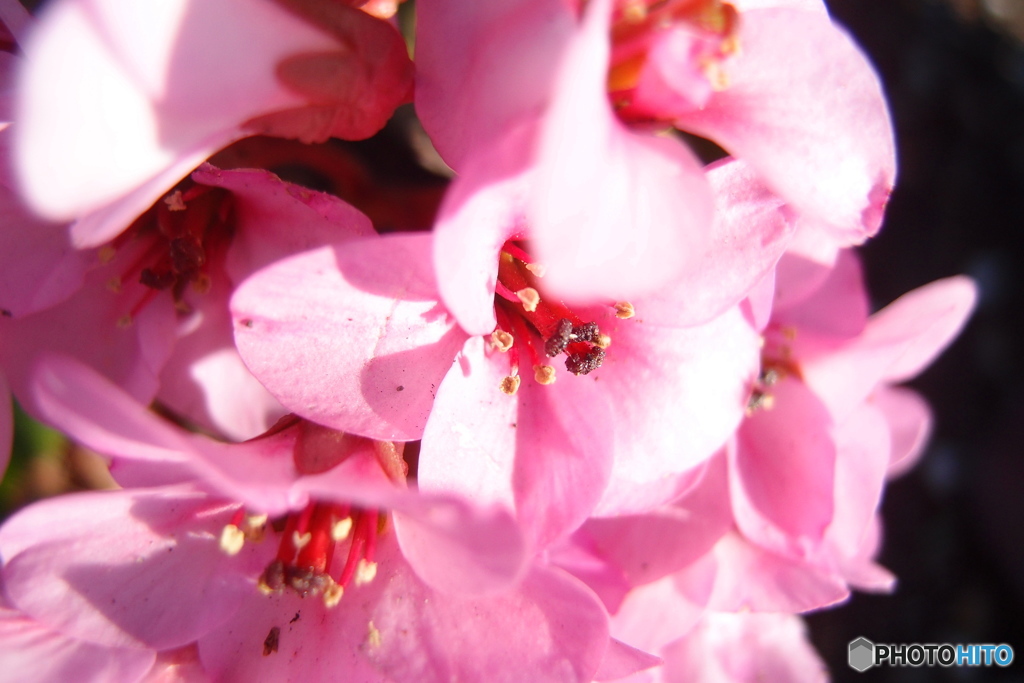 道端に咲く花