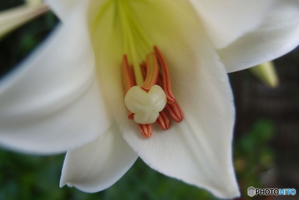 道端に咲く花