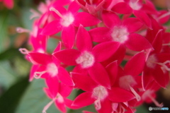 道端に咲く花