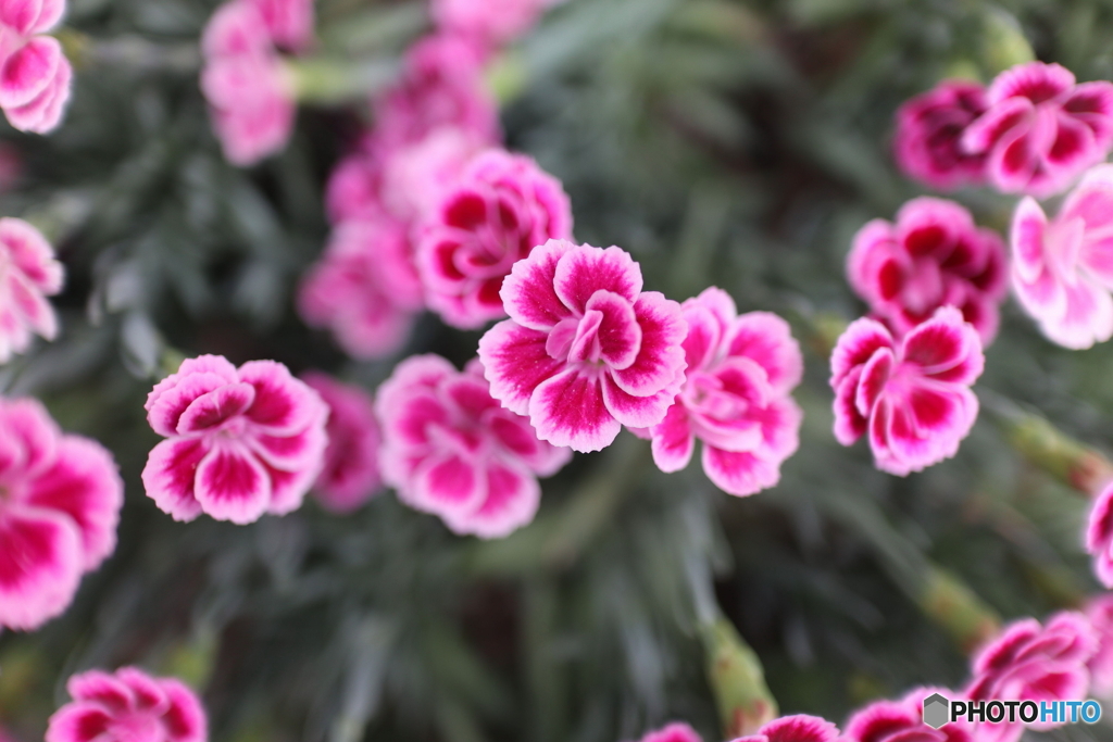 道端に咲く花