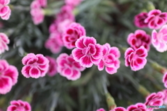 道端に咲く花