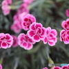 道端に咲く花