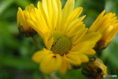 道端に咲く花