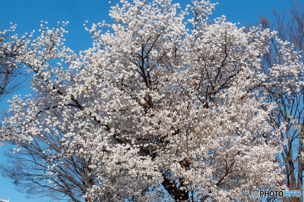桜