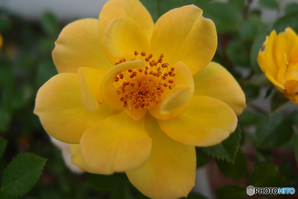 道端に咲く花