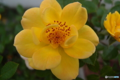 道端に咲く花