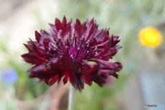 道端に咲く花