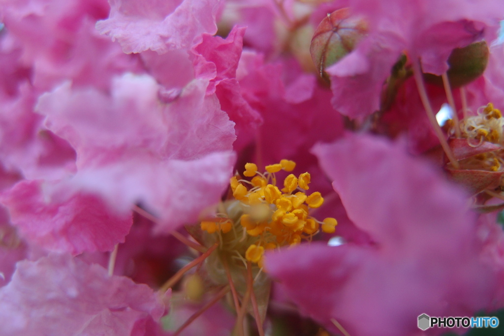 道端に咲く花