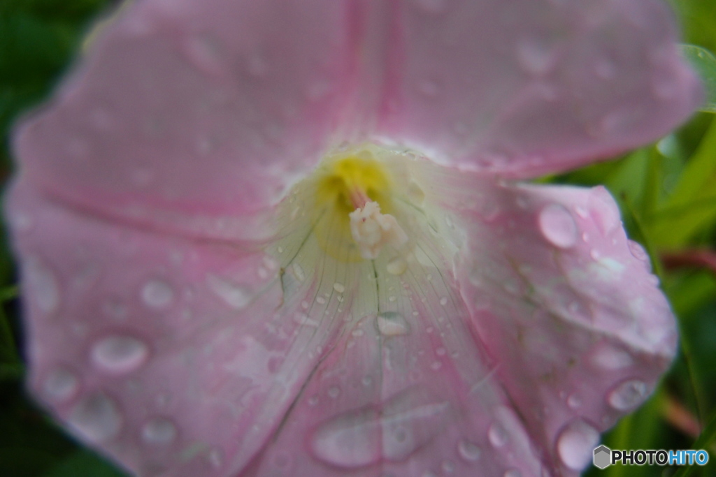 道端に咲く花