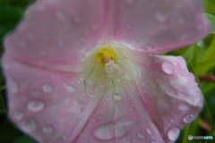 道端に咲く花