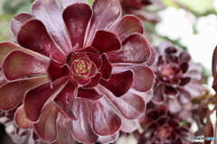 （道端に咲く花）