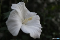 道端に咲く花
