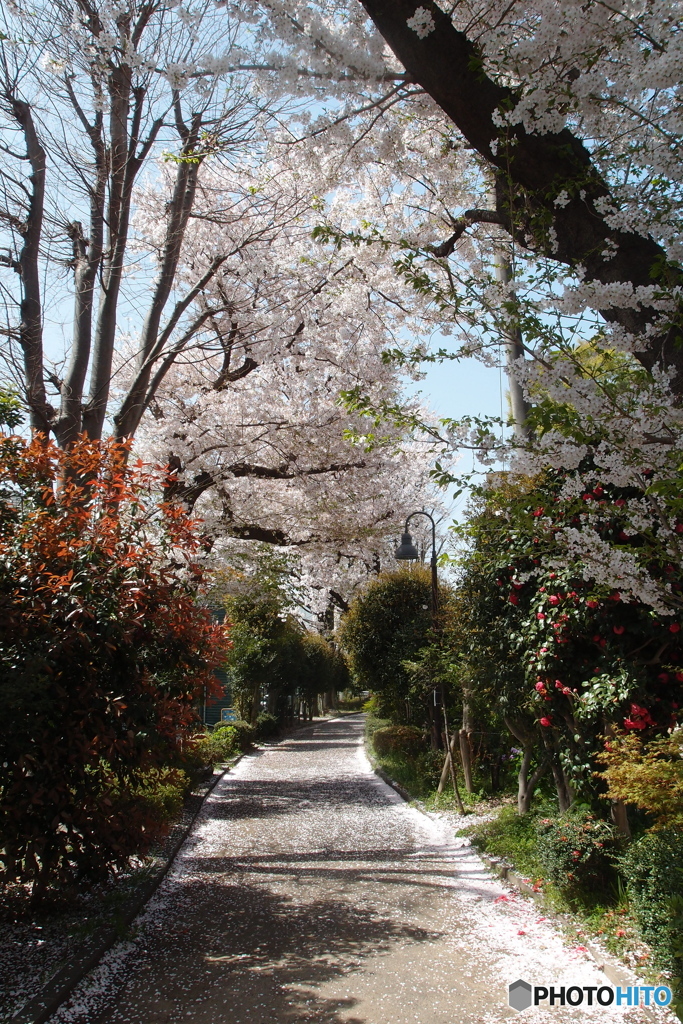 道端に咲く花