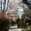 道端に咲く花