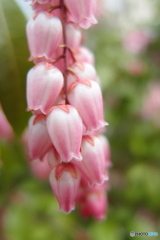 道端に咲く花