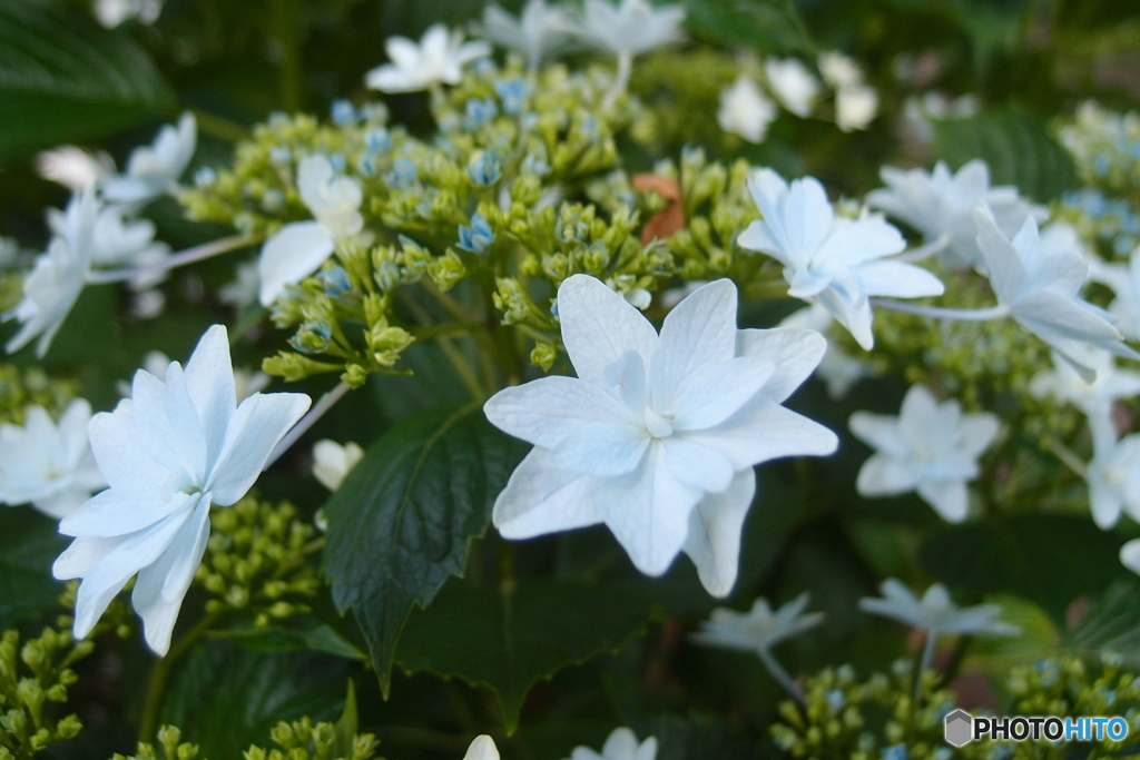 道端に咲く花