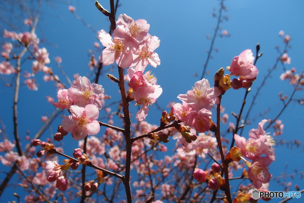 道端に咲く花