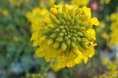 道端に咲く花
