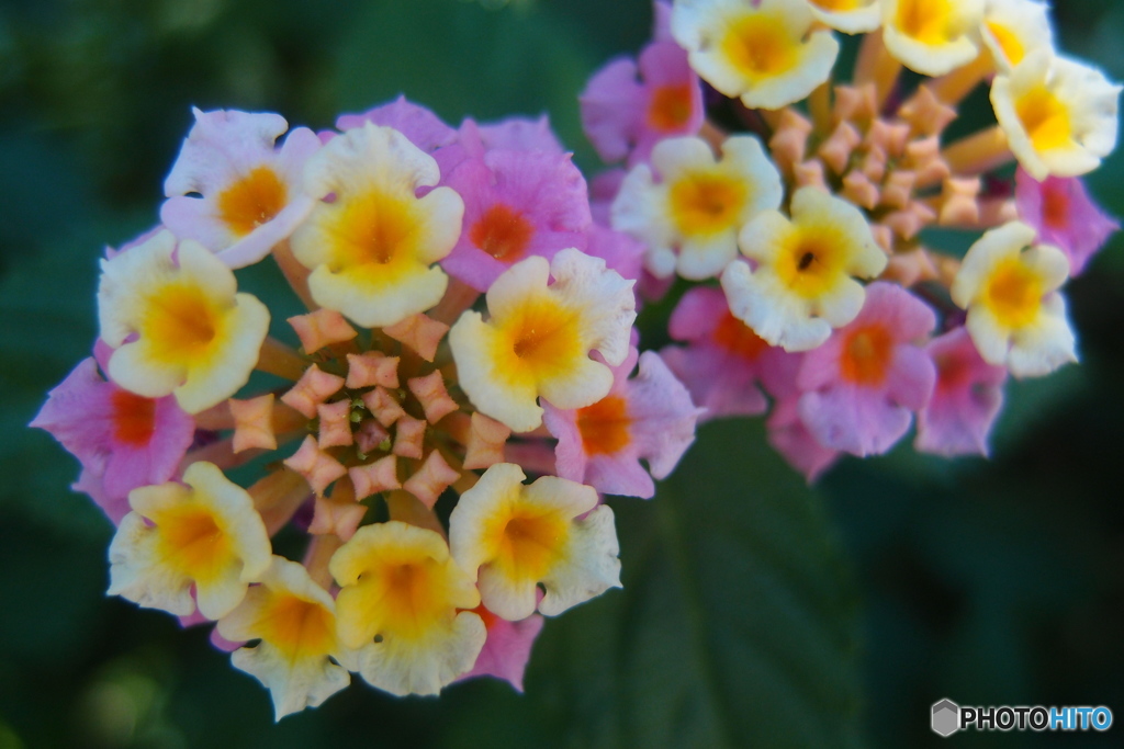 道端に咲く花