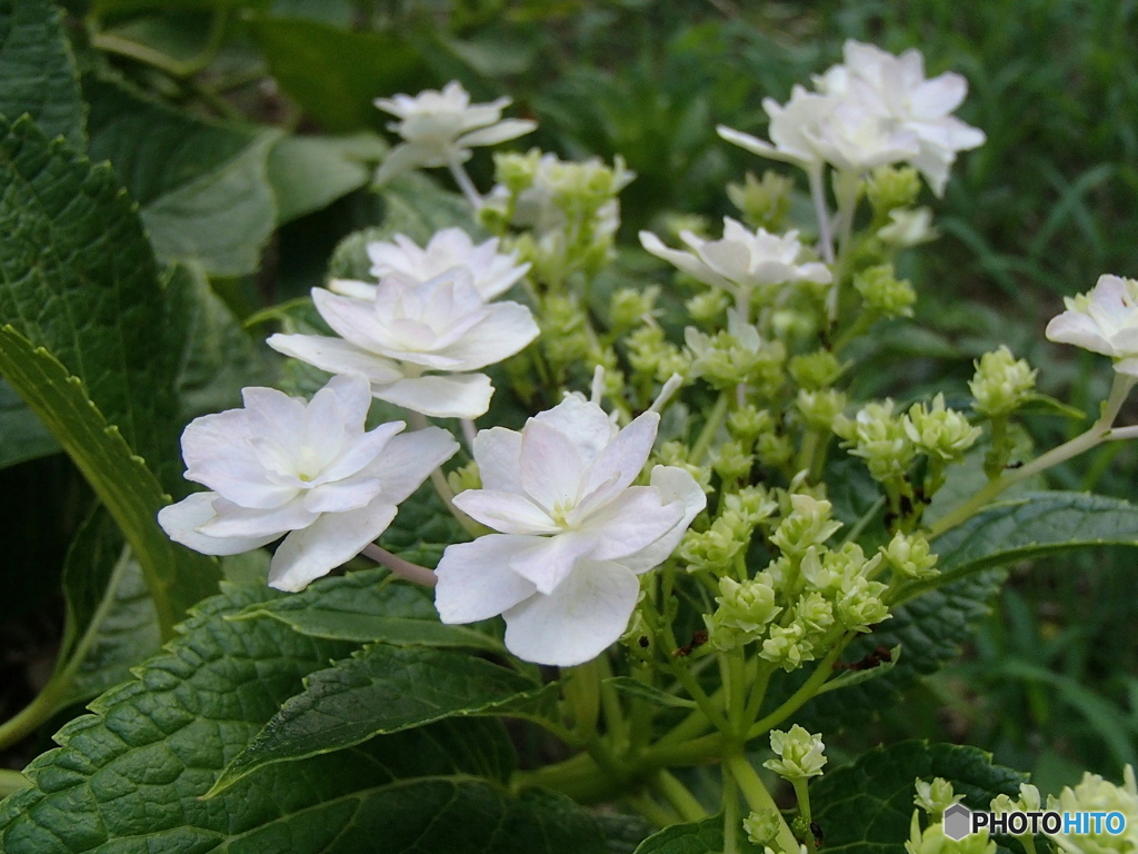 道端に咲く花