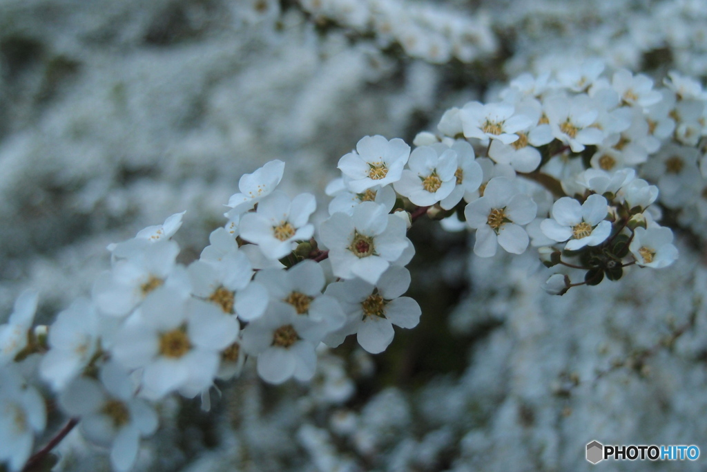 道端に咲く花