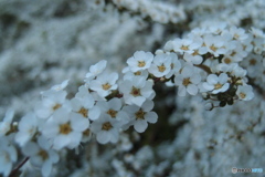 道端に咲く花