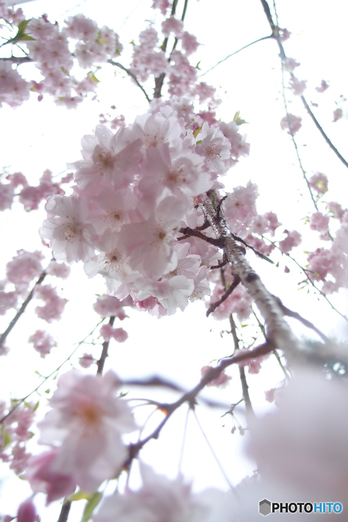 垂れ