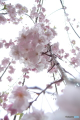 垂れ