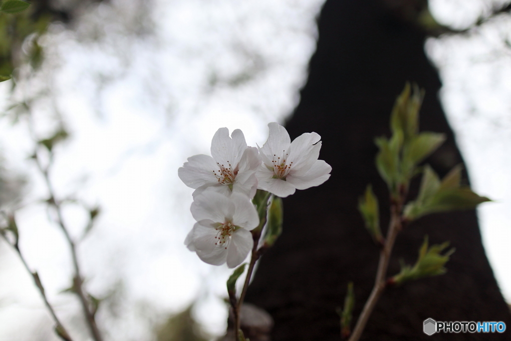 道端に咲く花